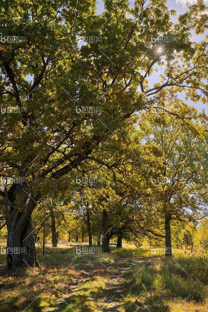 视图绿色大树橡木森林阳光明媚的夏天一天
