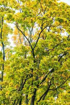 秋天自然场景背景叶子树在户外