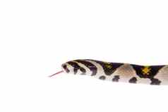 普通话老鼠蛇孤立的白色背景