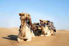 沙漠旅行风格商队骆驼沙漠
