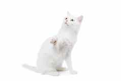的混血猫白色