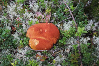白色蘑菇森林白色蘑菇特写镜头蘑菇森林蘑菇宏视图