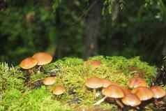 森林蘑菇草收集蘑菇蘑菇照片森林照片蜜环菌材