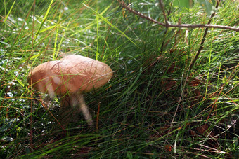 白色蘑菇森林白色蘑菇特写镜头蘑菇森林蘑菇宏视图