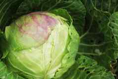 新鲜的ground-cabbage特写镜头有机卷心菜农场日益增长的健康的蔬菜头卷心菜