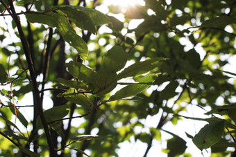 绿色叶子特写镜头蓝色的天空夏天甜美的绿色叶子树分支照亮明亮的阳光自然新鲜的树叶背景太阳backliting分支摇摆风阳光明媚的公园天气