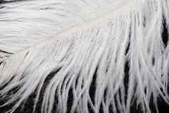 白色鸵鸟羽毛印记背景模糊油漆玻璃