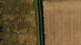 前空中视图绿色黄色的小麦场农场温室金作物牧场空中视图农业工作夏天干旱粮食危机自然收获生态