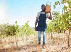 农场工人酒男人。工作收集葡萄葡萄园在户外夏天农民工作农业增长走自然健康的水果零售业务商店