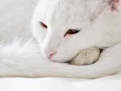 美的混血白色猫白色背景