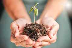 业务人持有种子植物土壤增长手环境意识可持续发展的发展生态友好的绿色公司有机小树增长日益增长的手地球一天