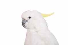 sulphur-crested凤头鹦鹉白色