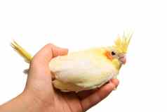 澳洲鹦鹉长尾小鹦鹉婴儿白色