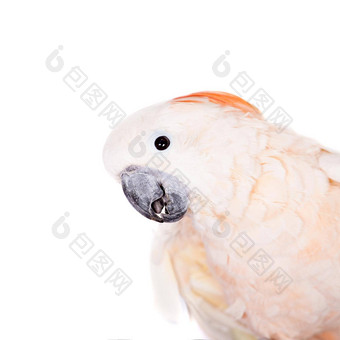 salmon-crested凤头鹦鹉白色
