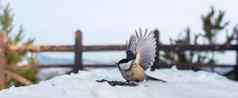 野生小鸟柳树乳头皮瓣翅膀雪观察甲板森林公园冷冬天山景观