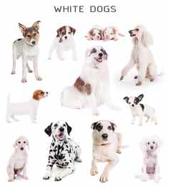 白色狗集