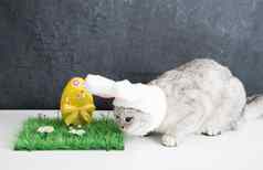 猫兔子耳朵复活节兔子黄色的蛋绿色草