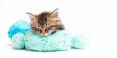 条纹猫蓝色的球棉衣,线程白色床上文章小猫文章宠物