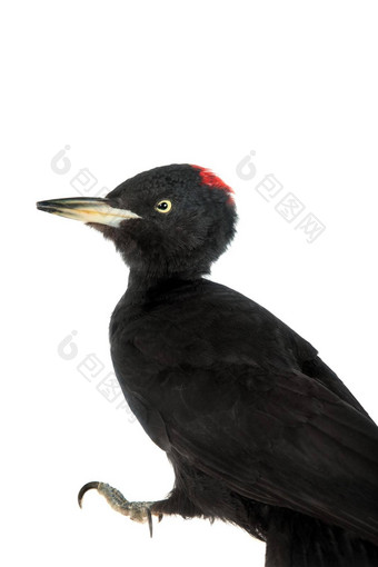 黑色的啄木鸟干鳞�martius白色
