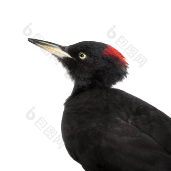 黑色的啄木鸟干鳞�martius白色