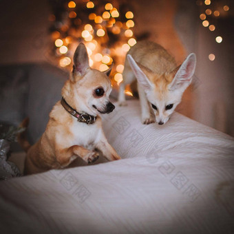 漂亮的fennec狐狸幼崽吉娃娃狗装饰房间圣诞节树