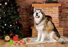 雪橇犬圣诞树装饰