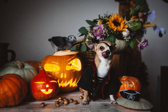 漂亮的盲目的皮拉特吉娃娃Haloween服装聚会，派对