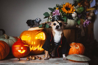 漂亮的盲目的皮拉特吉娃娃Haloween服装聚会，派对