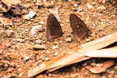 蝴蝶昆虫飞行盐自然环境森林动物野生动物自然背景
