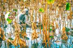 枯萎的莲花西湖杭州自然植物池塘景观