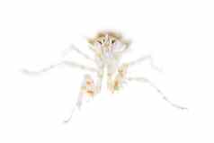 多刺的花祈祷螳螂假克里奥博特拉沃尔伯格白色