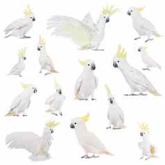 sulphur-crested凤头鹦鹉孤立的白色