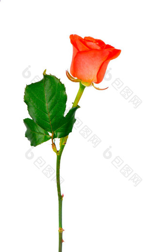 红色的玫瑰花剪裁路径一边视图美丽的单红色的玫瑰花阀杆叶子孤立的白色背景自然对象设计情人节一天母亲一天周年纪念日