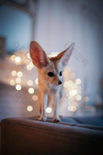 漂亮的fennec狐狸幼崽装饰房间圣诞节树