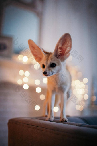 漂亮的fennec狐狸幼崽装饰房间圣诞节树