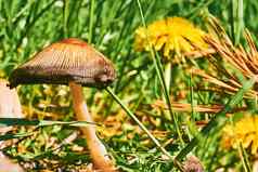 红色的蘑菇绿色草蒲公英阳光明媚的夏天温暖的一天