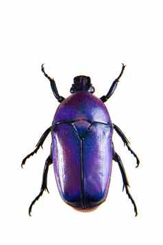 紫罗兰色的甲虫白色背景
