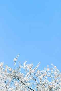 樱桃树开花蓝色的天空白色花自然背景