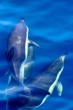short-beaked常见的海豚海峡自然公园西班牙