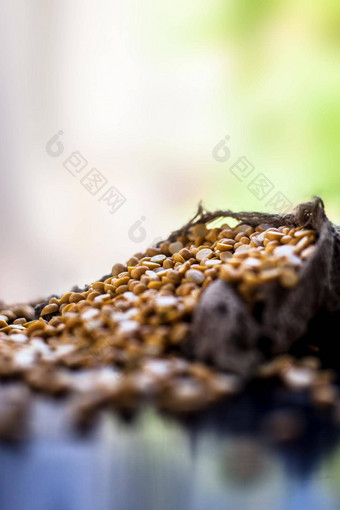 关闭拍摄生鹰嘴豆小扁豆黄色的小扁豆麻袋袋黑色的闪亮的表面