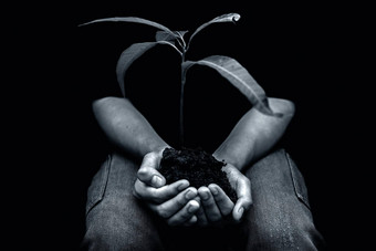 拍摄人类手持有植物手孤立的黑色的背景概念有爱心的自然护理妈妈。自然