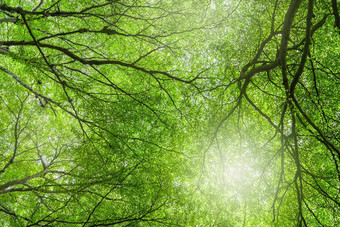 底视图树绿色叶子分支机构热带森林新鲜的<strong>环境</strong>公园绿色树给氧气夏天花园<strong>环境</strong>保护生态概念碳减少