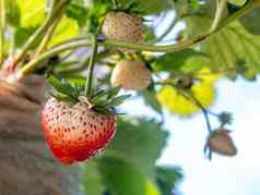 新鲜的草莓收集草莓植物