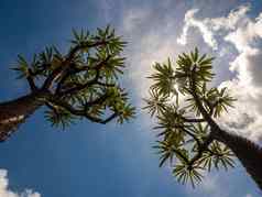 马达加斯加棕榈有尖刺的沙漠植物硬阳光白天