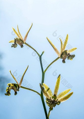 小兰花花尤洛菲亚安达曼南斯地面兰花天空背景