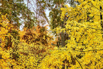 秋天金图片分支机构明亮的黄色的橙色叶子