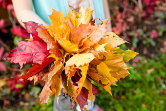 孩子持有叶子花束枫木叶子手孩子们玩秋天公园秋天树叶秋天情绪蹒跚学步的孩子学龄前儿童孩子秋天秋天叶子