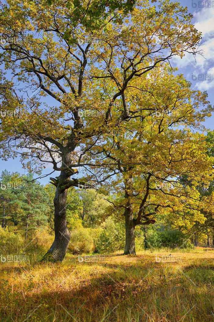 视图绿色大树橡木森林阳光明媚的夏天一天自