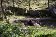 棕色（的）熊游泳游泳池阳光明媚的春天一天绿色动物园