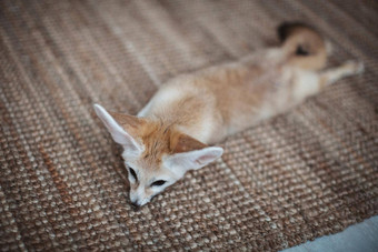漂亮的fennec狐狸幼崽光房间